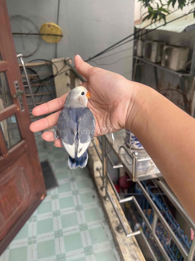 Vẹt Lovebird Pied đang tập ăn. Mua bán Chim tại Quận Bình Tân Tp Hồ Chí Minh được đăng bởi Minh Thiện hình 1