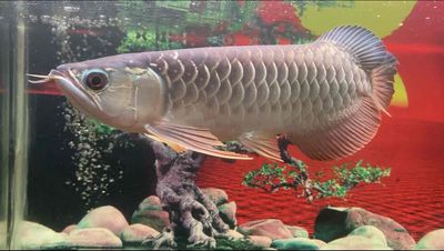 Bán hoặc giao lưu cá lóc cá săn mồi. Mua bán Thú cưng khác tại Quận Bình Tân Tp Hồ Chí Minh được đăng bởi Công viên cây xanh