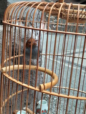 Chim cà phê cứng bao đấu. Mua bán Chim tại Quận 3 Tp Hồ Chí Minh được đăng bởi Hong Son Nguyen