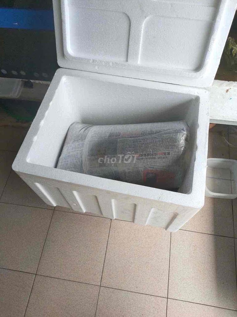 La Hán con anh em đam mê trãi nghiệm. Mua bán Thú cưng khác tại Quận 7 Tp Hồ Chí Minh được đăng bởi La Hán Cùi Bắp hình 1