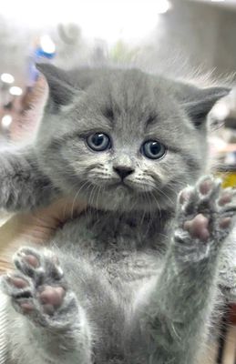 mèo anh lông ngắn thuần chủng xám xanh