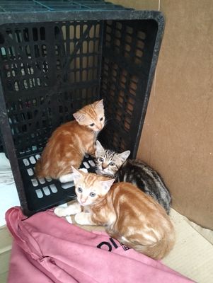 Mèo ta 2 tháng các bé toàn là đực 