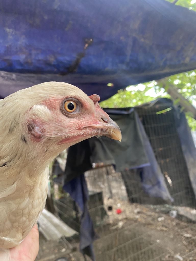 Gà Trắng Cái 2.4kg. Mua bán Gà tại Thị xã Tân Uyên Bình Dương được đăng bởi Nguyễn toàn  hình 1