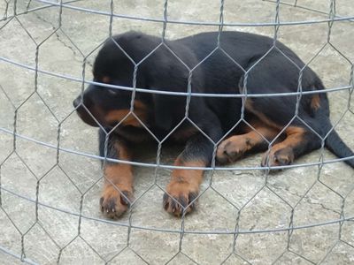 BD. .Rottweiler Thuần. Mua bán Chó tại Thành phố Thủ Dầu Một Bình Dương được đăng bởi Nhân Rottweiler 