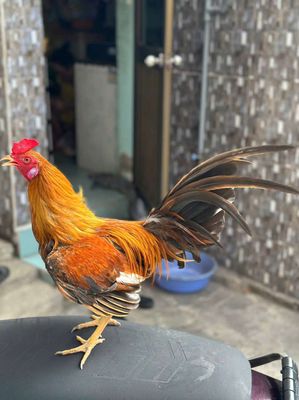 Kelso simon. Mua bán Gà tại Quận 8 Tp Hồ Chí Minh được đăng bởi Tấn Sang