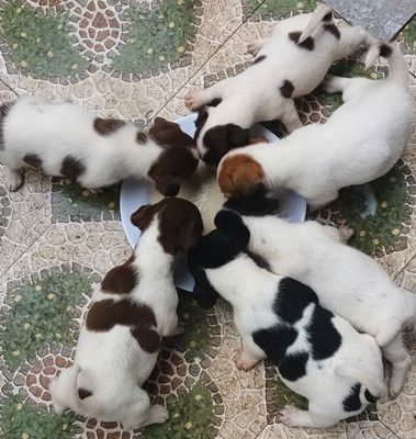 ĐÀN CÚN LAI NHẬT. Mua bán Chó tại Huyện Long Thành Đồng Nai được đăng bởi minh chiến lê