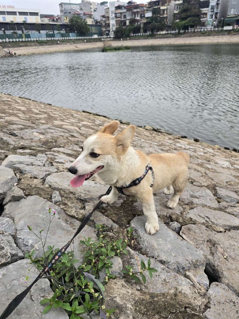 Chó Corgi đực 10 tháng. Mua bán Chó tại Quận Thanh Xuân Hà Nội được đăng bởi nguyen thanh hình 1