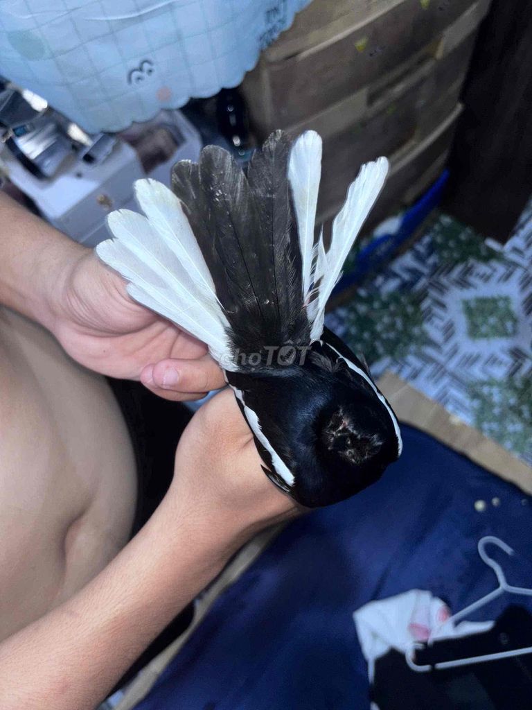 còn tin còn chim ạ. Mua bán Chim tại Thành phố Thủ Đức Tp Hồ Chí Minh được đăng bởi Thống em hình 2