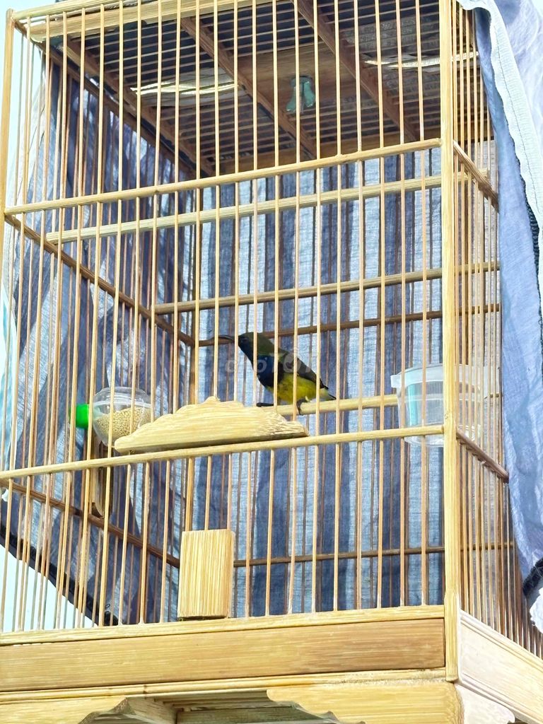 bộ 5màu hơn năm lồng. Mua bán Chim tại Quận 12 Tp Hồ Chí Minh được đăng bởi Triển hình 2