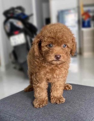 Chó Poodle đực Nâu đỏ
