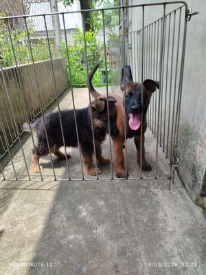 Chó Bỉ đực màu đỏ cháy rất khủng