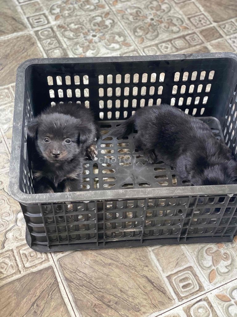 Chó Nhật lai đen. Mua bán Chó tại Thành phố Biên Hòa Đồng Nai được đăng bởi Đậu Xinh hình 1