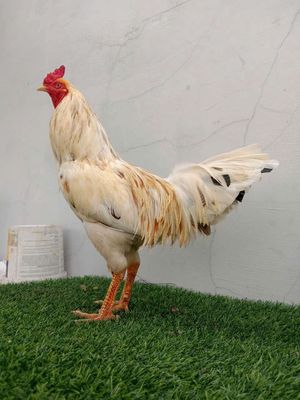 2kg850 trạng 3kg