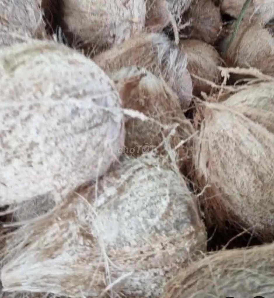 DỪA KHÔ LỘT VỎ SỐ LƯỢNG NHIỀU. Mua bán Đồ ăn, thực phẩm và các loại khác tại Huyện Mỹ Xuyên Sóc Trăng được đăng bởi nguyễn Hiếu Lan hình 1