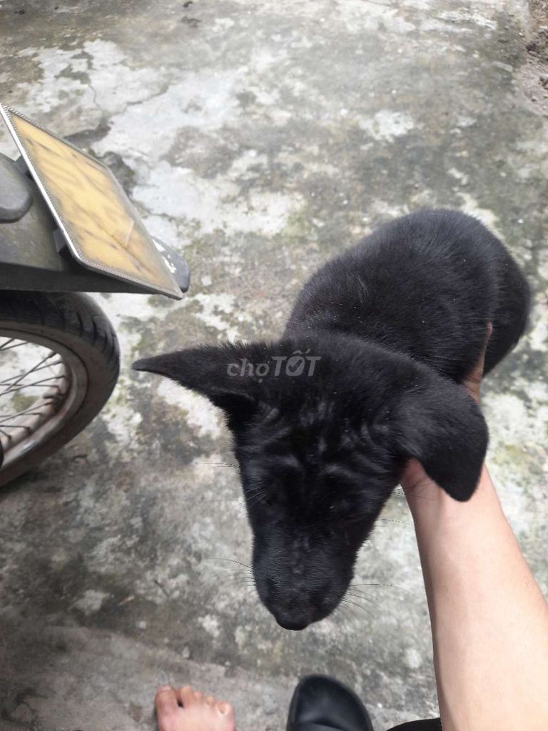 Chó con cái màu đen. Mua bán Chó tại Quận Liên Chiểu Đà Nẵng được đăng bởi Khoa Đi Wave hình 1