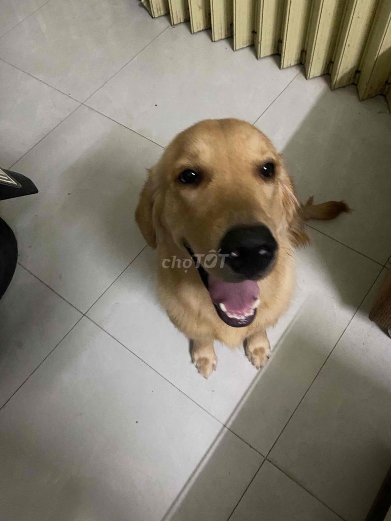Chó Golden Retriever đực thuần chủng 10 tháng. Mua bán Chó tại Quận Hải Châu Đà Nẵng được đăng bởi Nguyễn Phạm Quốc Huy hình 3