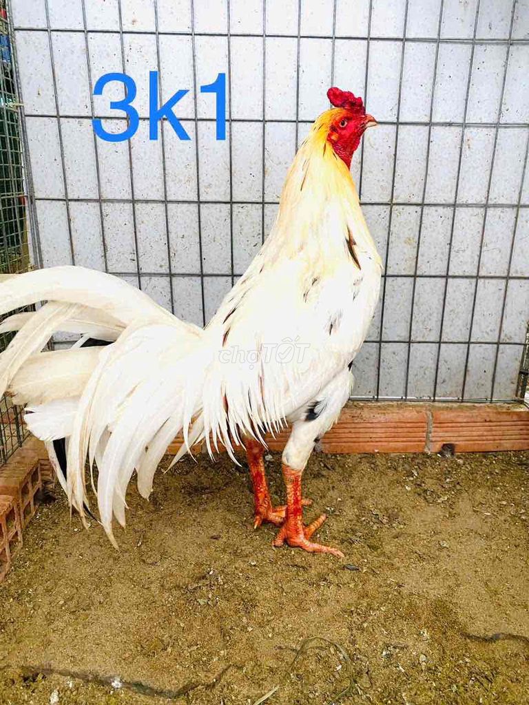 3k1 xôi bội nhẹ..xổ ok. Mua bán Gà tại Huyện Bến Lức Long An được đăng bởi Gà chất lượng  hình 1