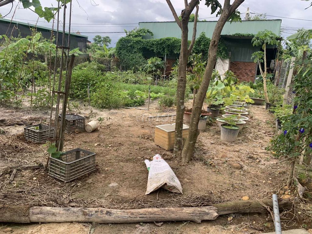 Bán đất tặng nhà vườn ,cách trường tiểu học Tân Phú ấp 1 chỉ 200m