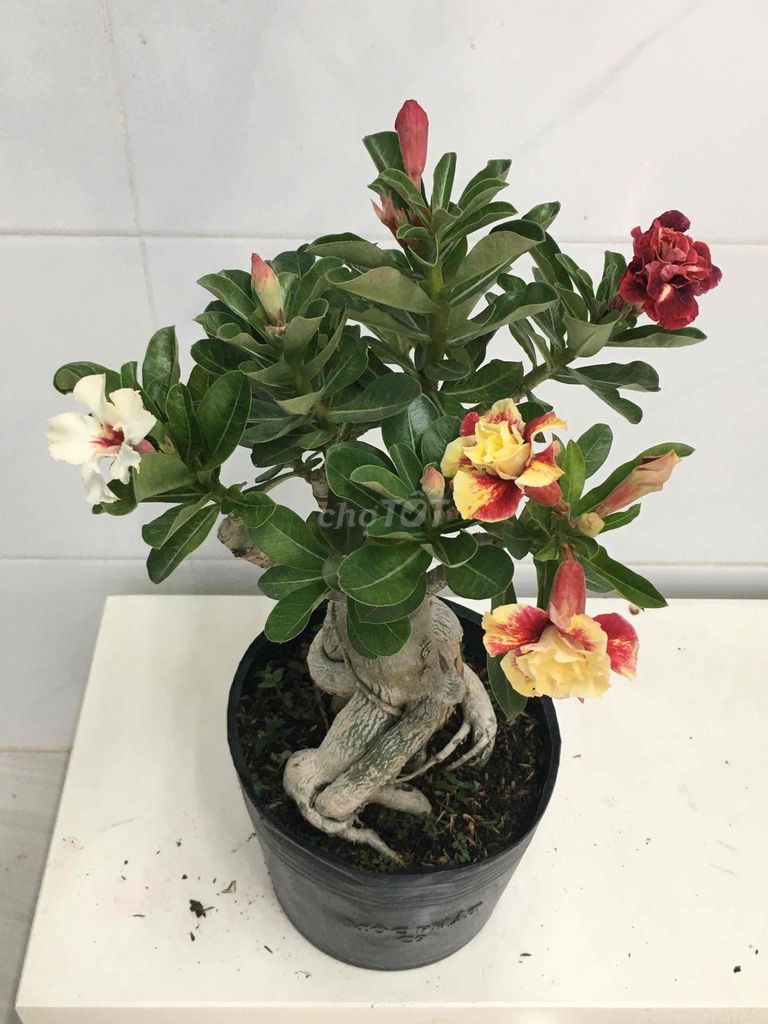 sứ ghép. Mua bán Cây cảnh, đồ trang trí tại Quận 7 Tp Hồ Chí Minh được đăng bởi Nga Trần hình 1