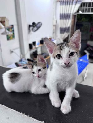 Bán mèo ta Tam thể gần 2 tháng tuổi. Mua bán Mèo tại Quận Gò Vấp Tp Hồ Chí Minh được đăng bởi Hòa