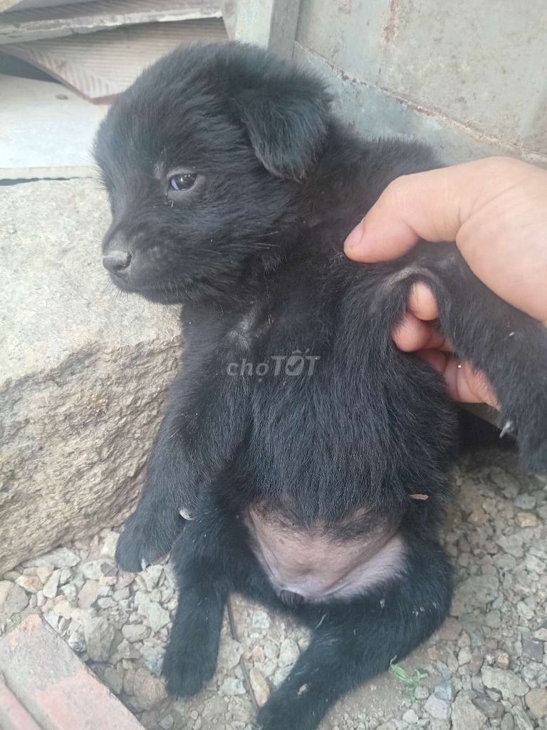 Chó ta lông xù đen. Mua bán Chó tại Huyện Long Thành Đồng Nai được đăng bởi Võ Nam hình 1