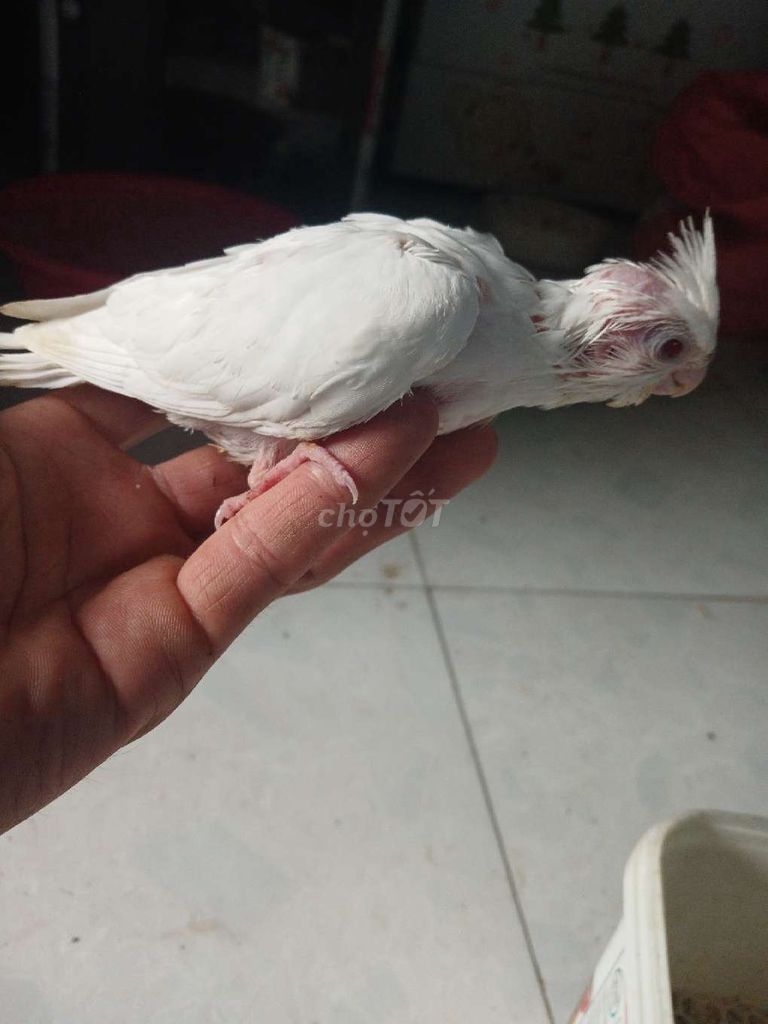 vẹt Cock non. Mua bán Chim tại Huyện Đức Hòa Long An được đăng bởi trantu hình 1