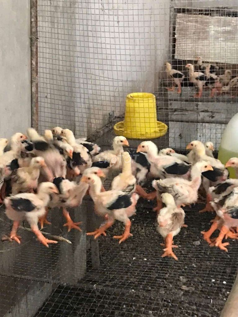 Gà Đông Tảo Con Trắng Đen. Mua bán Gà tại Thành phố Thủ Đức Tp Hồ Chí Minh được đăng bởi Thành tin hình 1