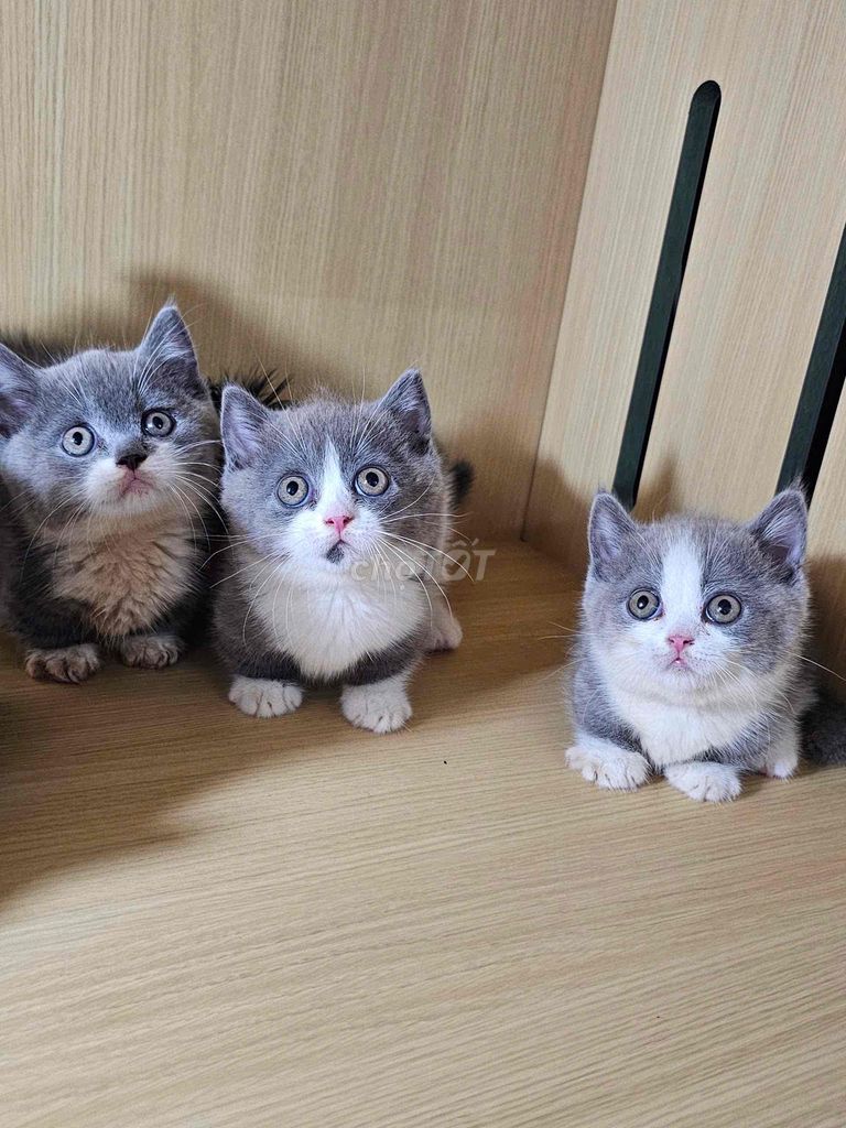 mèo lùn. Mua bán Mèo tại Thành phố Thủ Đức Tp Hồ Chí Minh được đăng bởi minh chiến hình 7