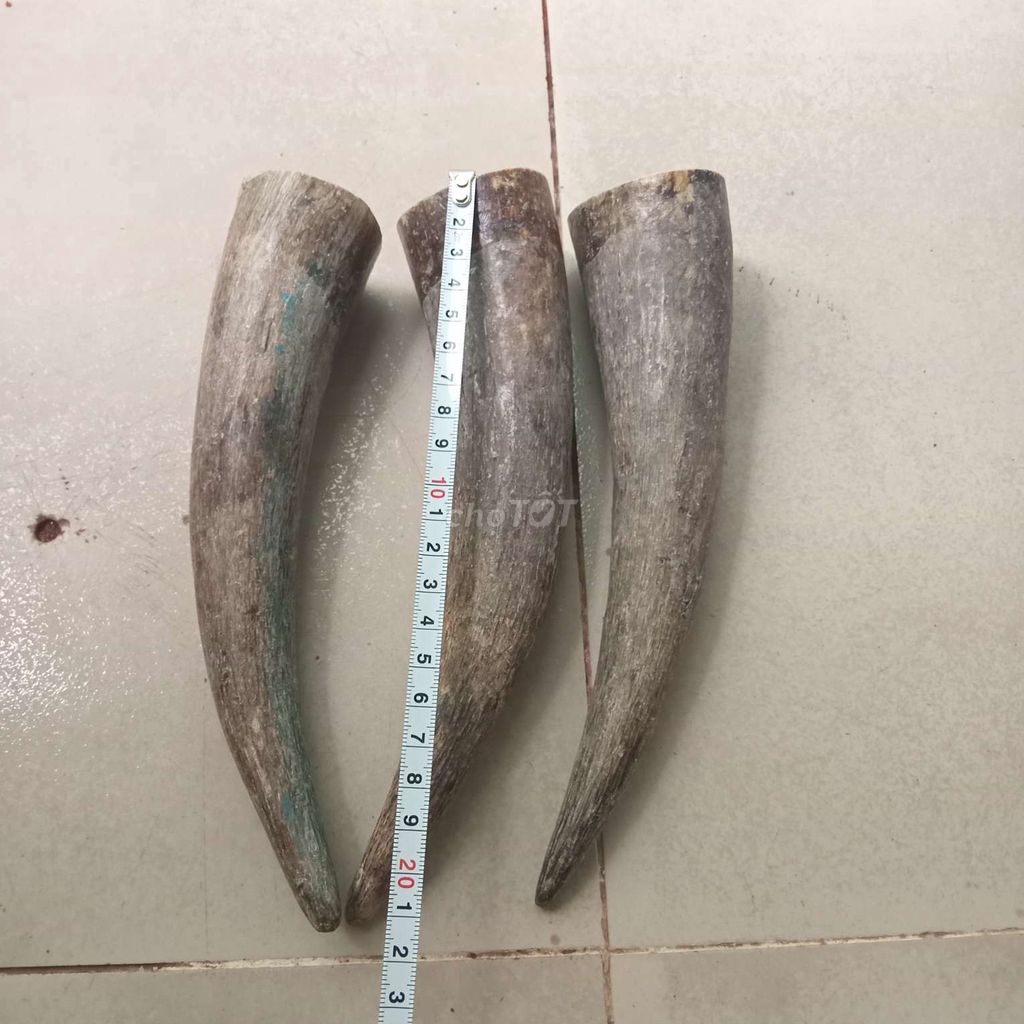 Sừng trắng bò phi. Mua bán Đồ sưu tầm, đồ cổ tại Quận Tân Bình Tp Hồ Chí Minh được đăng bởi Lê Hữu Nguyên hình 1