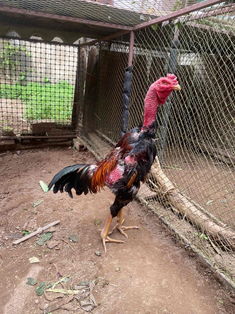 Gà chọi Tía chân vàng trang 2.8kg. Mua bán Gà tại Huyện Phúc Thọ Hà Nội được đăng bởi Ngọc Tuấn hình 1