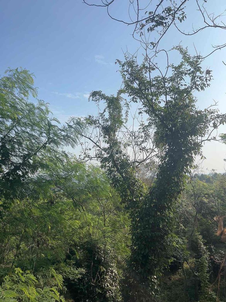 Gà nồi sát. Mua bán Gà tại Huyện Thới Lai Cần Thơ được đăng bởi Lê HiẾu hình 1