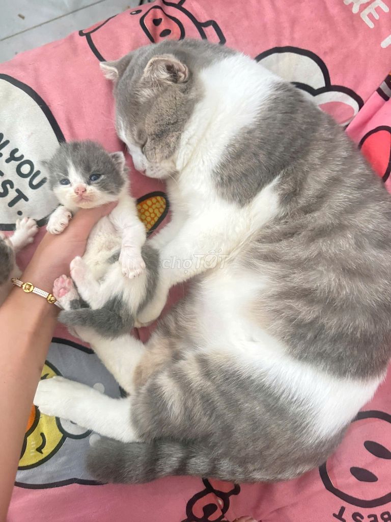 Mèo Anh lông ngắn Bicor 2 tháng. Mua bán Mèo tại Quận 12 Tp Hồ Chí Minh được đăng bởi Đại Phong hình 1