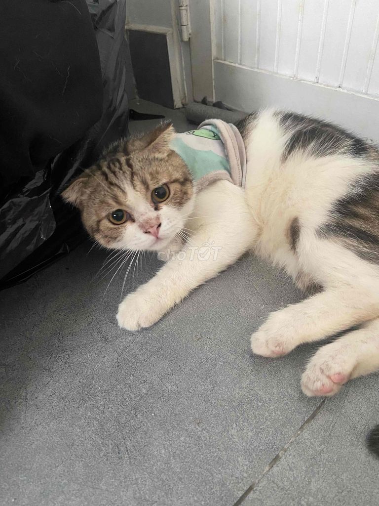 Mèo Anh tai cụp 6 tháng tuổi. Mua bán Mèo tại Quận Bình Thạnh Tp Hồ Chí Minh được đăng bởi Wanspy Phạm hình 1