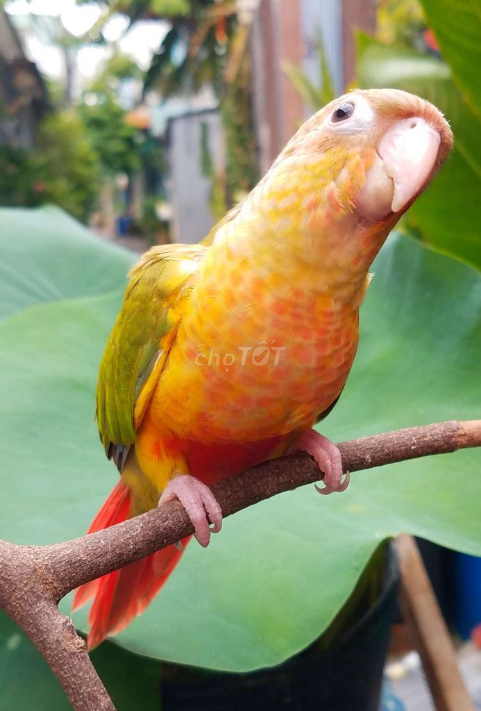Vẹt Pineapple Greencheck Vàng Xanh Đỏ. Mua bán Chim tại Quận Gò Vấp Tp Hồ Chí Minh được đăng bởi Vẹt Cảnh Sài Gòn hình 1