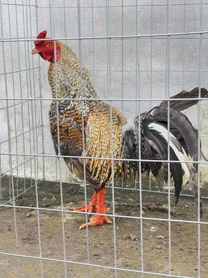 3k4 tay tốt tơ zin chân cua, gà bao cự nhe ae m. Mua bán Gà tại Quận Cái Răng Cần Thơ được đăng bởi Lý Linh