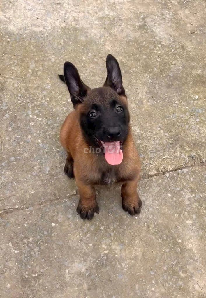 Chó Malinois Nâu đen con. Mua bán Chó tại Huyện Bình Chánh Tp Hồ Chí Minh được đăng bởi Dung dung  hình 1