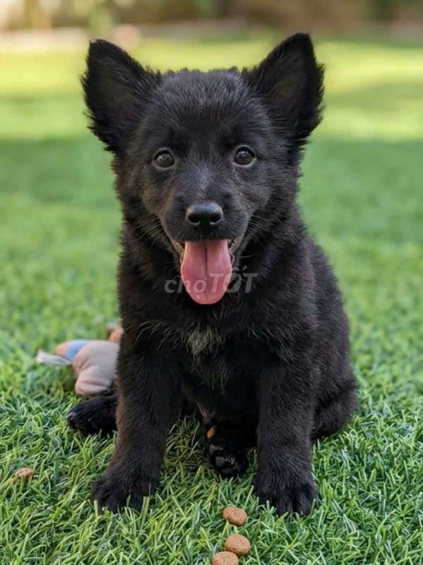 Chó Becgie đen hiếm 2 tháng đã tiêm có sổ BH. Mua bán Chó tại Quận 12 Tp Hồ Chí Minh được đăng bởi Thi Thi hình 1