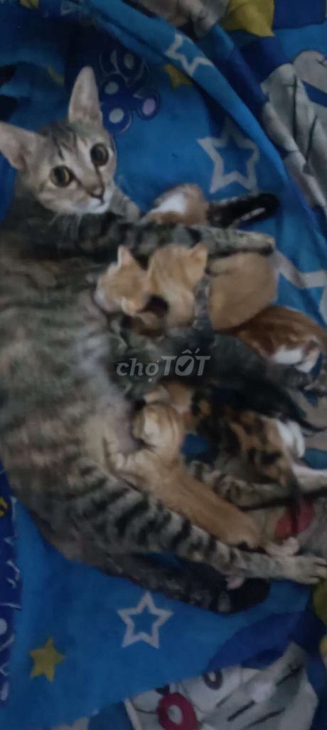 Mèo con cái Vàng Đen Xám. Mua bán Mèo tại Thành phố Thủ Đức Tp Hồ Chí Minh được đăng bởi TIẾN DŨNG NHÀ PHỐ  hình 1