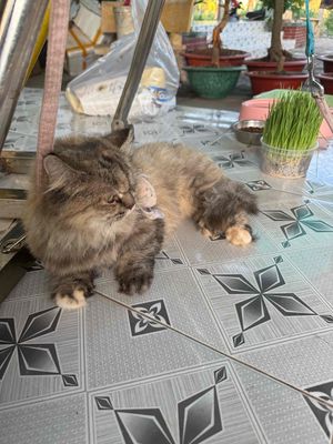 Mèo Anh Chân Lùn Lông Dài