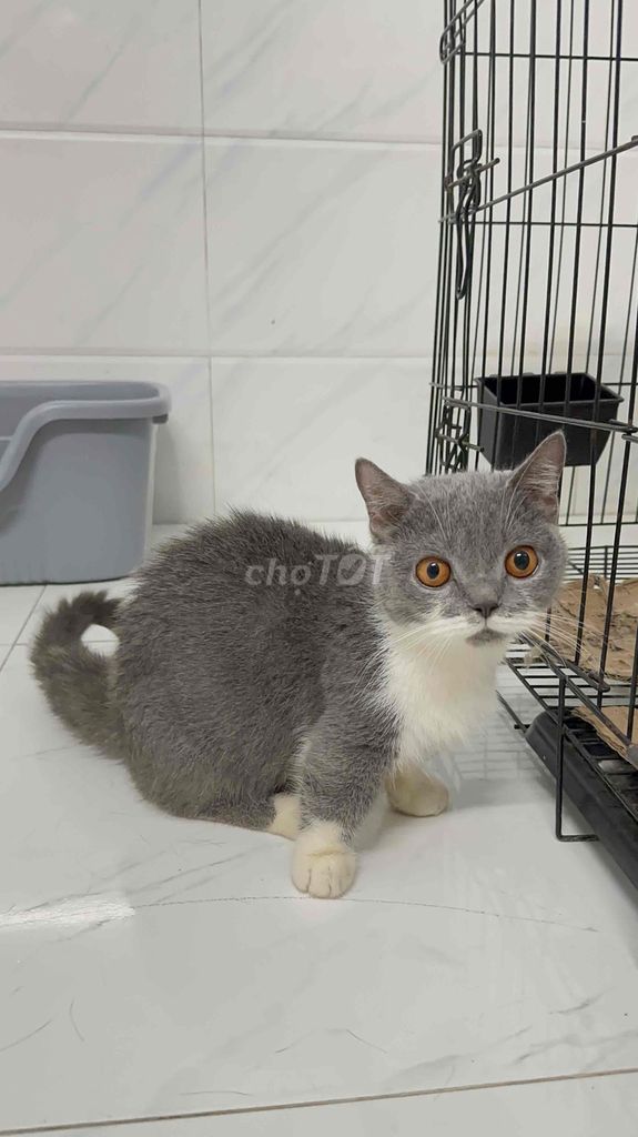 Mèo bicolor cái lùn 14 tháng. Mua bán Mèo tại Huyện Hóc Môn Tp Hồ Chí Minh được đăng bởi hng ng hình 1