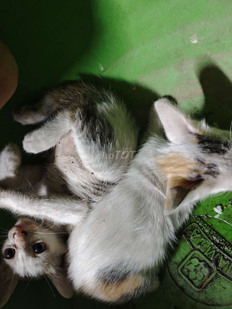 Mèo con Trắng vàng. Mua bán Mèo tại Thị xã Hương Thủy Thừa Thiên Huế được đăng bởi Thanh hình 1