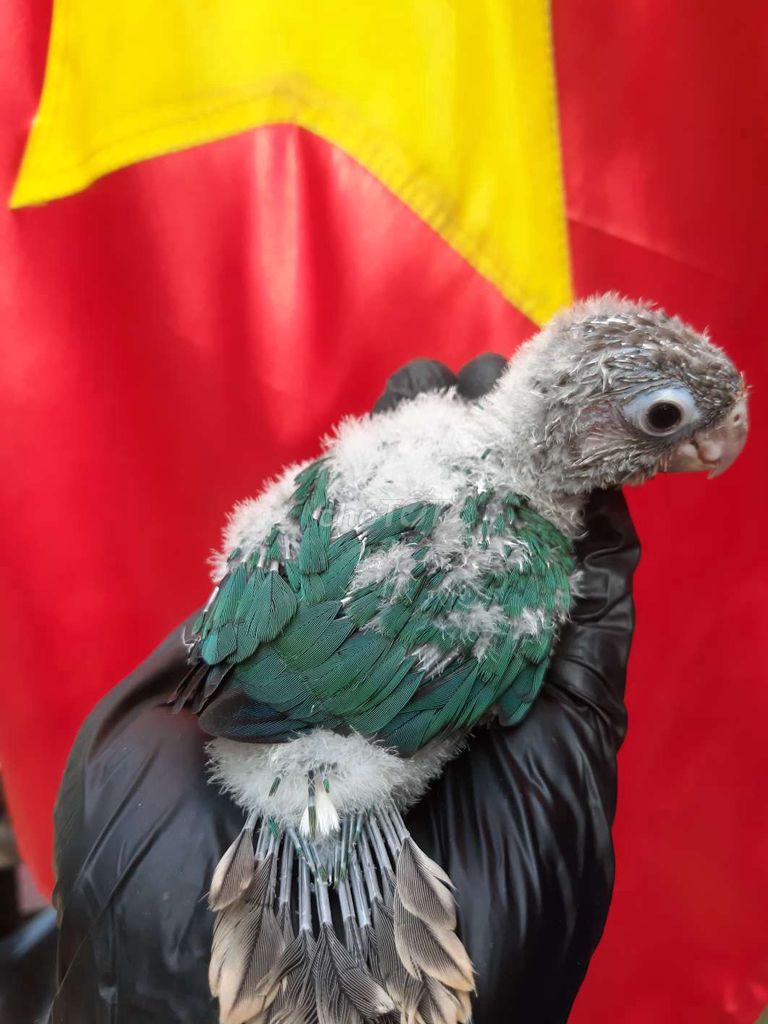 Chim Blue Gc Xanh non. Mua bán Chim tại Quận Gò Vấp Tp Hồ Chí Minh được đăng bởi Bao Bao hình 1