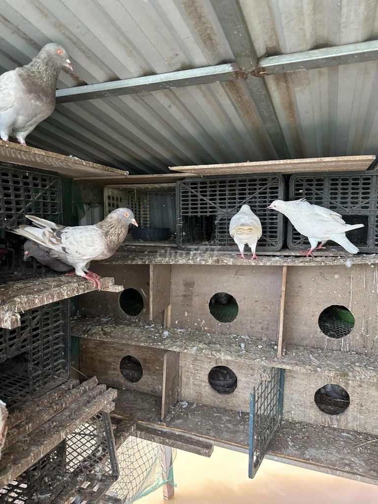 chim bồ câu pháp sinh sản. Mua bán Chim tại Huyện Phú Xuyên Hà Nội được đăng bởi thích đủ thứ hình 1