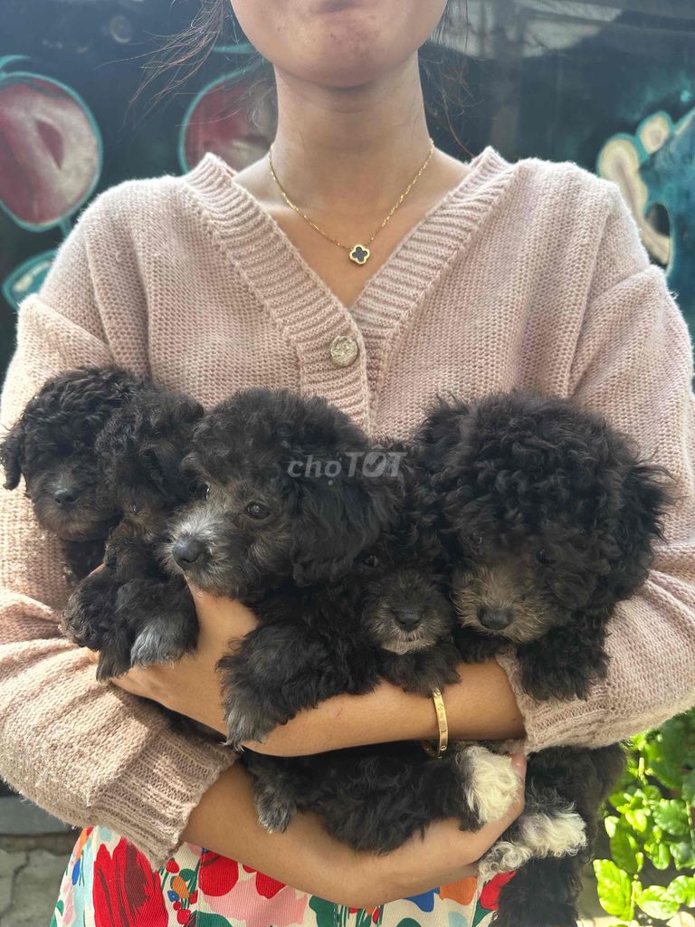 POODLE THUẦN CHỦNG SIZE TINY. Mua bán Chó tại Quận 12 Tp Hồ Chí Minh được đăng bởi POODLE SÀI GÒN hình 1