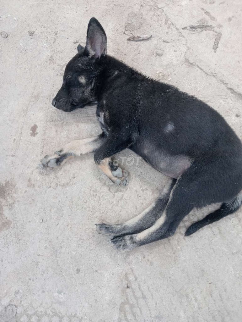 Chó con Đen vàng. Mua bán Chó tại Huyện Châu Thành Bến Tre được đăng bởi Lethanhphat hình 1