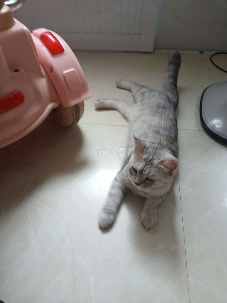 Mèo Anh cái 6 tháng màu Xám. Mua bán Mèo tại Quận Ngô Quyền Hải Phòng được đăng bởi Khanh Quoc hình 1