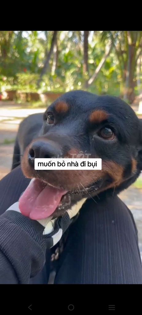 rottweiler cái. Mua bán Chó tại Thành phố Bà Rịa Bà Rịa - Vũng Tàu được đăng bởi thuy tran hình 1