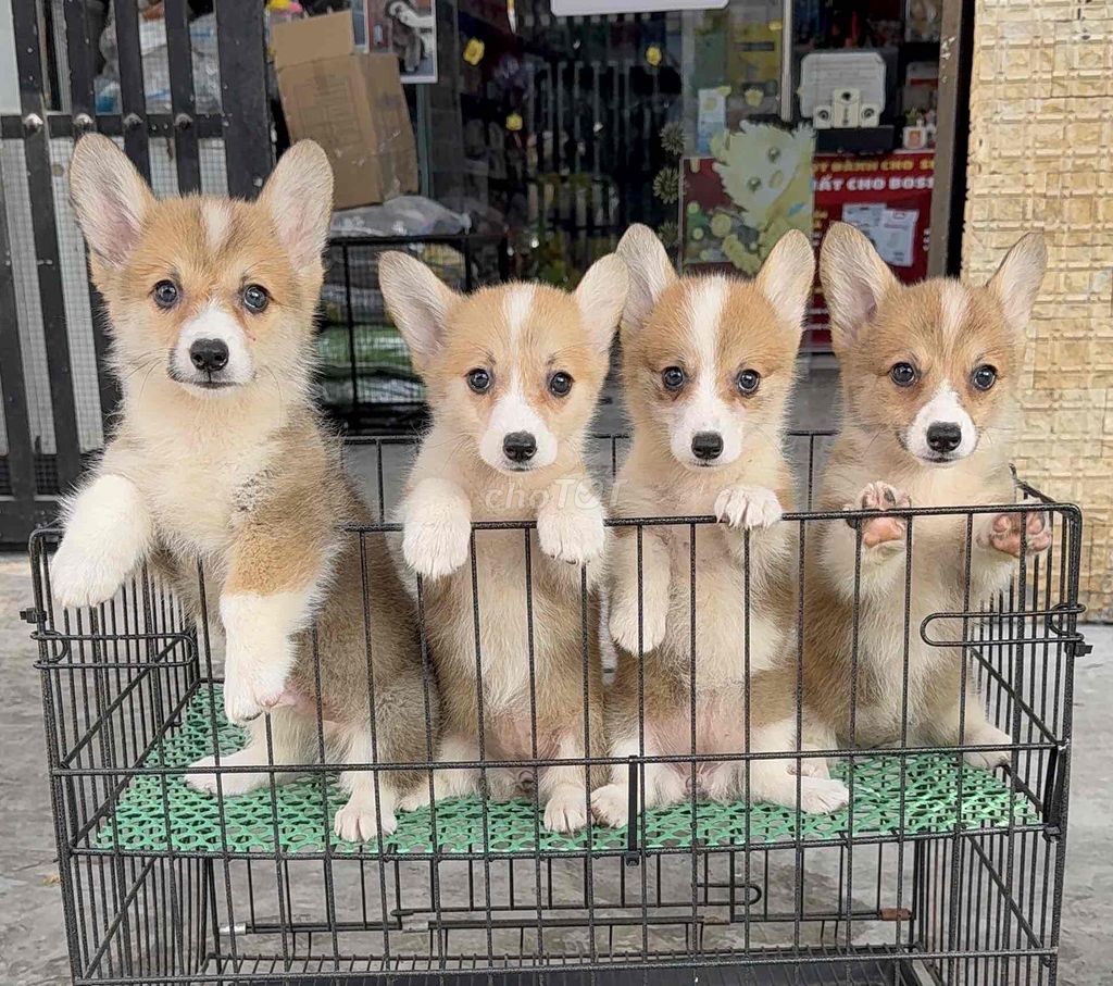 Chó Corgi Nhà Đẻ Giá Rẻ 04 Bàu Năng 1 Đà Nẵng. Mua bán Chó tại Quận Liên Chiểu Đà Nẵng được đăng bởi Pet House hình 1