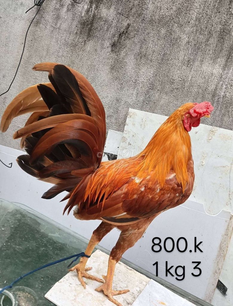 Gà chọi Nâu đỏ 1.3kg. Mua bán Gà tại Quận Gò Vấp Tp Hồ Chí Minh được đăng bởi nam gà tre  hình 1
