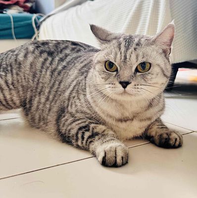 mèo anh lông ngắn. Mua bán Mèo tại Quận 3 Tp Hồ Chí Minh được đăng bởi thuỷ trần